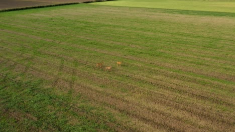 Aerial-view-of-three-deers-on-grass-field