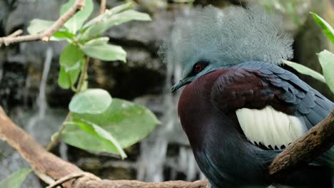 Close-up-shot-of-southern-crowned-pigeon-in-front-of-waterfall