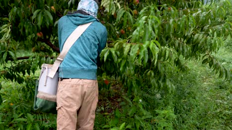Landarbeiter-Pflückt-Pfirsiche-In-Einem-Obstgarten
