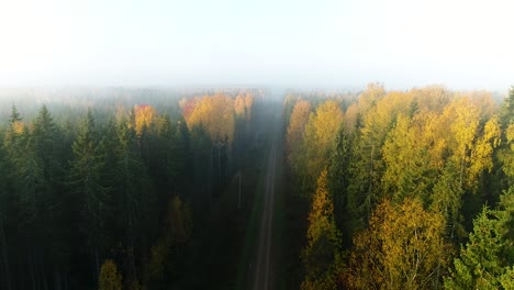 Seasonal-forest-aerial-view-in-fall-and-early-morning-sunlight-with-fog