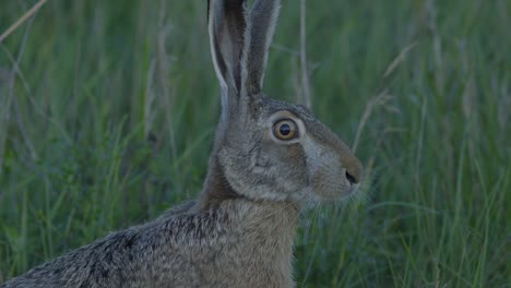 Wild-hare-running-and-eating-on-the-road-slow-motion-with-big-eyes