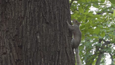 Dies-Ist-Eine-Aufnahme-Eines-Eichhörnchens-Im-Central-Park-New-York