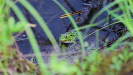 Green-edible-frog-in-pond-full-with-grass