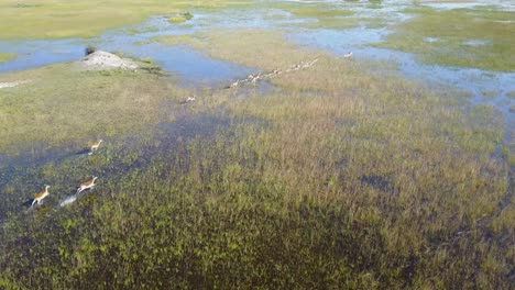 Hoch-über-Dem-Roten-Lechwe-Fliegen-Und-Durch-Das-Malerische-Okavango-Delta-In-Botswana-Laufen
