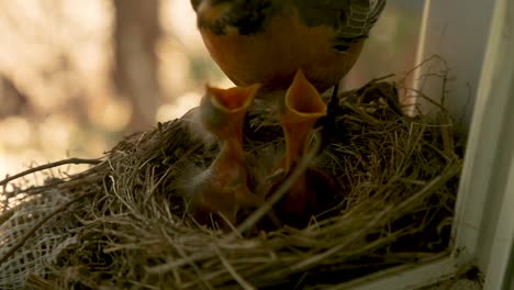 Vogel-Füttert-Jungvögel-Im-Nest