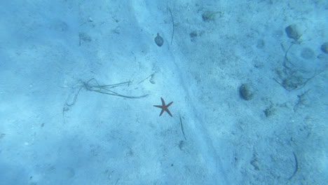 Video-of-a-starfish-on-the-bottom-of-the-sea-in-Croatia