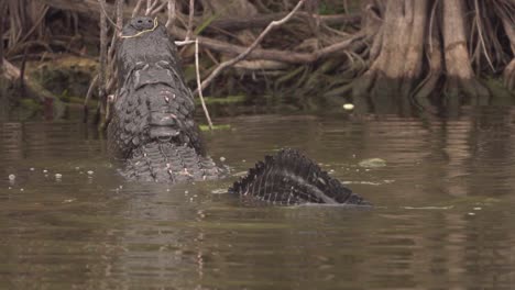 Gator-bellows-and-growls-back-view-in-slow-motion-as-water-dances-on-back-in-South-Florida-Everglades