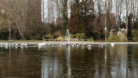 Birds-congregating-on-a-frozen-lake