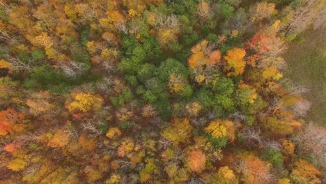 Aerial-view-of-fall-foliage-on-tall-hardwoods