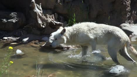 A-lone-white-wolf-in-nature-pawing-at-water-in-a-creak