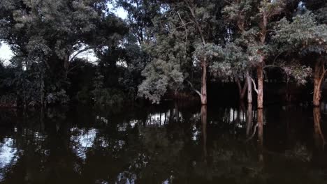 Drone-fly-by-Tree-trunks-sunken-reflecting-in-dark-lake-water