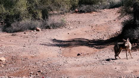 Der-Kojote-Rennt-Einen-Bach-In-Der-Sonora-Wüste-Hinunter-Und-Hält-In-Der-Nähe-Des-Bartlett-Lake-In-Arizona-An-Und-Blickt-Zurück