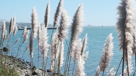Wide-shot-of-a-row-of-Pampas-grass-as-it-waves-in-slow-motion-on-the-seashore