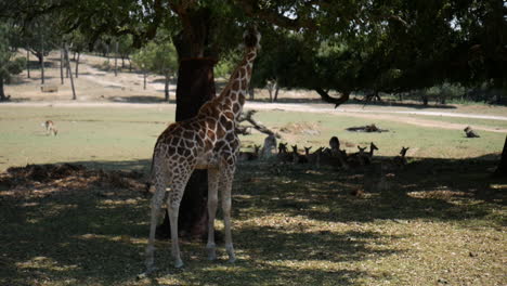 giraffe-walking-in-the-wild
