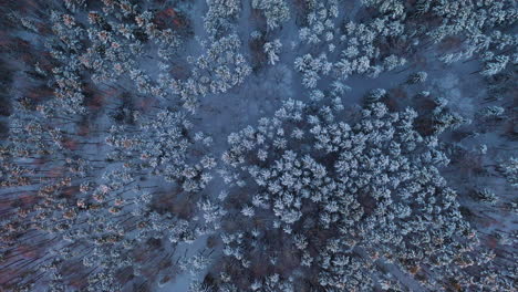 Luftaufnahme:-Vorwärtsfliegen-Mit-Der-Kamera-Nach-Unten-Auf-Einem-Wunderschönen-Blauen,-Verschneiten-Winterwald