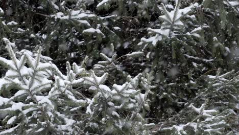 Close-up-slow-motion-snow-covered-needle-trees-with-snow-falling-through-frame