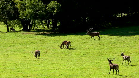 Deer-in-the-mating-period-in-the-belgian-ardennes