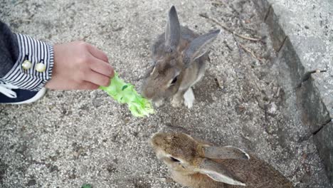 Draufsicht-Auf-Eine-Weibliche-Hand,-Die-Zwei-Kaninchen-Mit-Einem-Stück-Salat-Füttert