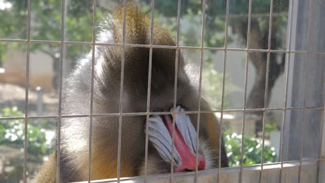 Close-up-of-a-male-mandrill-in-captivity-eating-worms-and-cockroaches