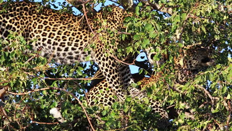 Young-male-leopard-with-kill-hidden-within-a-small-Maroela-tree,-grooms-his-brother-in-between-the-lush-green-leaves,-Greater-Kruger-National-Park