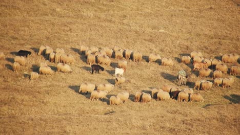 Herd-of-sheep-eating-grass-in-the-field