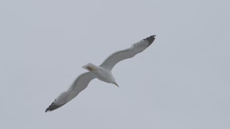Seagull-bird-enjoying-his-flight