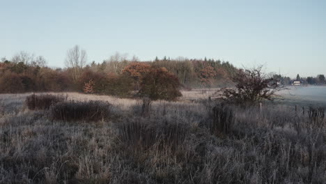 early-morning-winter-landscape,-tracking-shot-over-frost-covered-bushes,-very-romantic