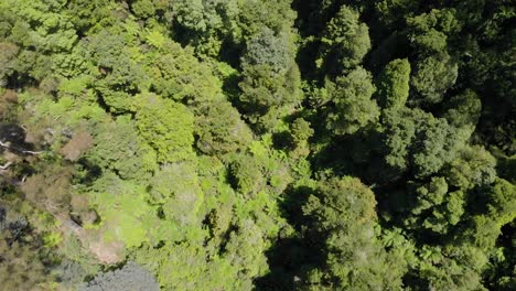Aerial-birds-eye-view-shot-of-the-forest-floor-in-the-strzelecki-ranges-Australia