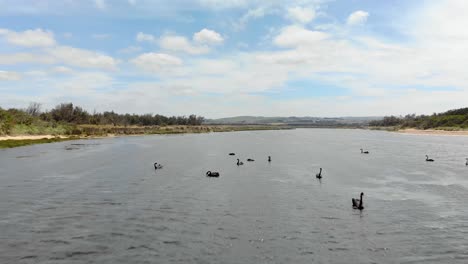A-moving-forward-aerial-shot-of-black-swans-swimming-on-a-river