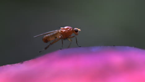 Macro-video-of-a-very-small-fly-rubbing-hind-legs-on-a-pink-mushroom