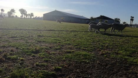 Schafe-Grasen-Auf-Einer-Rinderfarm-In-Der-Sonne-Auf-Dem-Gras