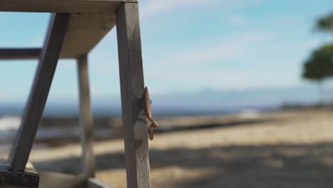 Praying-Mantis-on-the-side-of-beach-chair-with-ocean-waves-splashing-in-the-background-with-shallow-depth-of-field