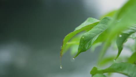 Morning-mist-dew-drops-on-a--leaf