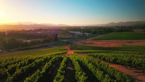 A-beautiful-drone-shot-at-sunset-of-a-lush-green-vineyard-in-the-wine-country-of-Napa,-California