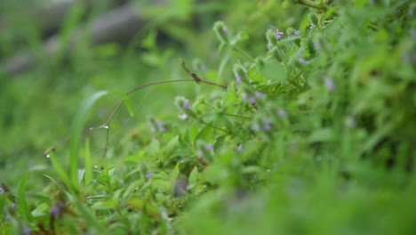 Zufällige-Kleine-Blumen,-Aufgenommen-In-Bisle-Ghat-Ka,-Indien