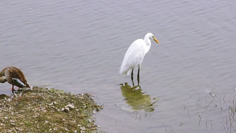 Cattle-Egret-or-white-heron-searching-for-hunt-near-a-lake-Bird-stock-video