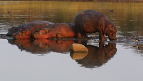 Hippo-digging-nose-into-nut-next-to-a-small-raft-taking-a-nap-outside-of-the-water