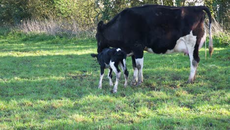 New-born-baby-calf-getting-cleaned-by-its-mother