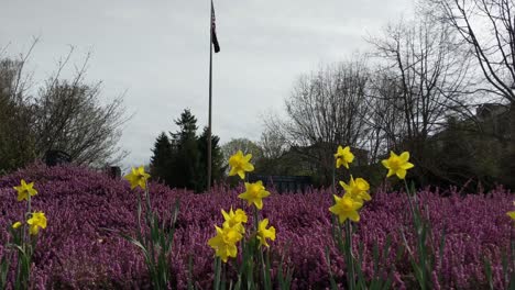 View-of-the-War-memorial-park-near-the-Tacoma-narrows-bridge,-green-lawn,-yellow-daffodils,-purple-ground-cover