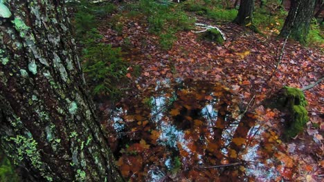 La-Cacerola-En-Cámara-Lenta-Dejó-Atrás-Un-árbol-En-Un-Bosque-Húmedo-De-Otoño-En-Maine-Después-De-Fuertes-Lluvias