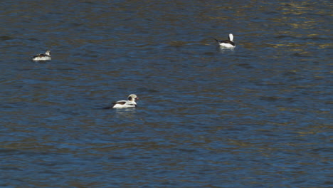 Group-of-long-tailed-ducks-swimming-in-cannal,-daytime,-medium-shot
