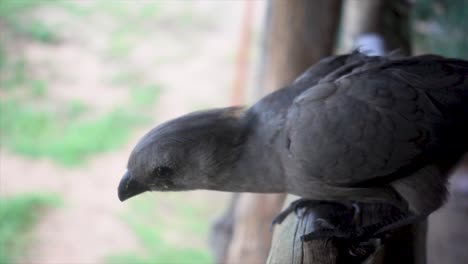 Zeitlupen-Nahaufnahme-Eines-Kleinen-Wilden-Afrikanischen-Vogels,-Der-Einen-Holzbalken-Betrachtet-Und-Fliegt