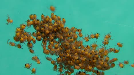 Spider-Hatchery.-Newly-hatched-small-spiders