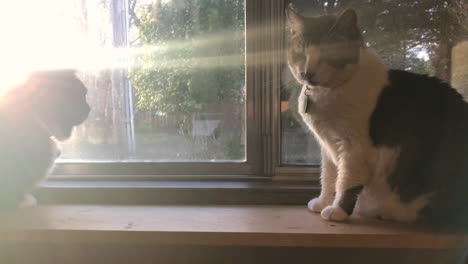 Zwei-Katzen,-Männlich-Und-Weiblich,-Sitzen-Am-Fenster-Und-Schauen-Nach-Draußen-In-Den-Sonnenuntergang