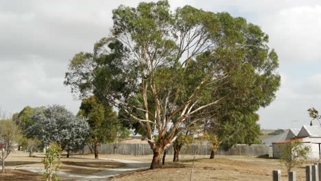 Winde-Zerschlagen-Einen-Australischen-Eukalyptusbaum