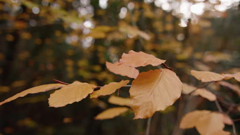 Panning-Down-To-Reveal-Beautiful-Gold-Autumn---Fall-Leaves,-In-Slow-Motion