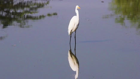 Beautiful-Adorable-white-Indian-heron-looking-for-food-in-lake-water-I-Indian-white-heron-in-lake-stock-video