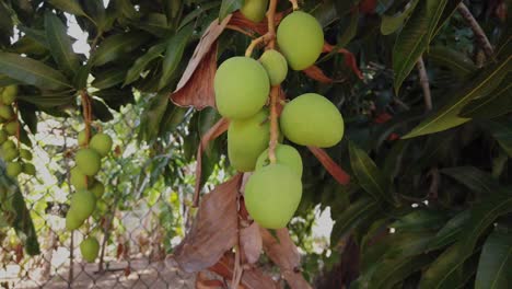 Mangos,-still-unripe,-teasing-you-to-the-day-you-are-able-to-pick-them-and-enjoy-their-heavenly-taste