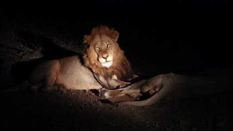 Majestätische-Männliche-Löwen-Im-Scheinwerferlicht-Während-Einer-Geführten-Nachtsafari