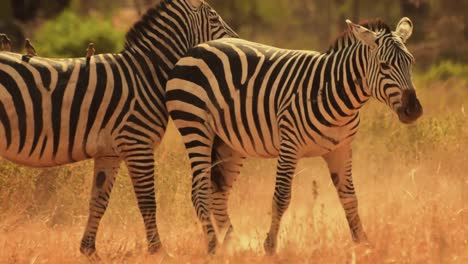 Zebra-In-Der-Savanne-Kenias